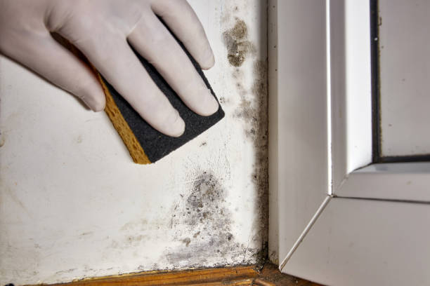 Best Black Mold Removal  in Johnstown, PA