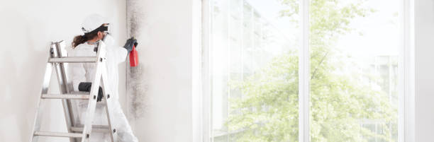 Best Dehumidification Services  in Johnstown, PA